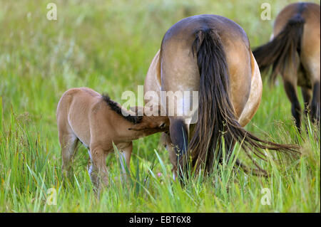 Exmoor Pony (Equus Przewalskii F. Caballus), Fohlen Suckling, Niederlande, Texel Stockfoto
