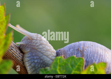 Römische Schnecke, Schnecken, Schnecken Schnecke, essbare Schnecken, Apfelschnecke, Weinrebe Schnecke, Weinbergschnecke, Rebe-Schnecke (Helix Pomatia), kriecht auf einem Ast, Deutschland, Trittenheim Stockfoto