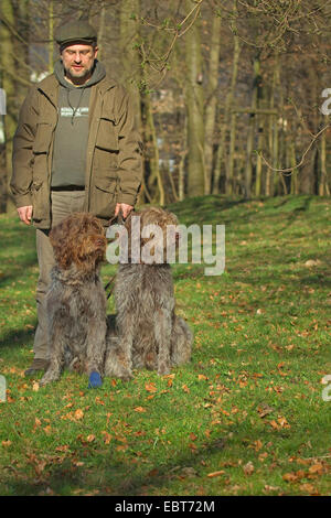 Französische rauhaar Korthals Pointing Griffon (Canis Lupus F. Familiaris), dog Handler mit zwei Griffons auf einer Wiese Stockfoto