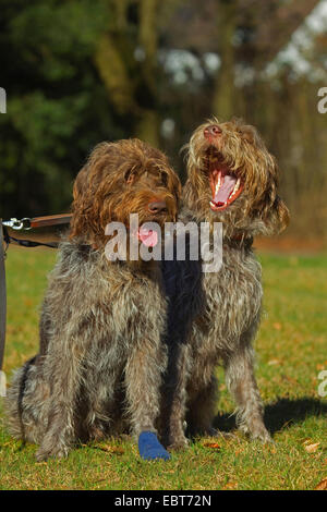 Französische rauhaar Korthals Pointing Griffon (Canis Lupus F. Familiaris), zwei Griffons sitzen auf einer Wiese Stockfoto