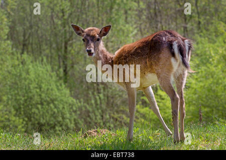 Damhirsch (Dama Dama, Cervus Dama), Hirsch-Kalb, stehend auf Wiese, Deutschland, Schleswig-Holstein Stockfoto