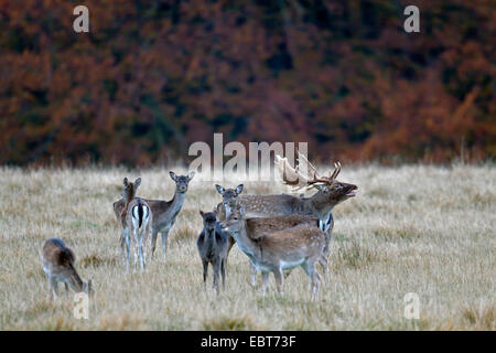 Damhirsch (Dama Dama, Cervus Dama), Verpacken in einer Lichtung, Dänemark, Sjaelland stehen Stockfoto