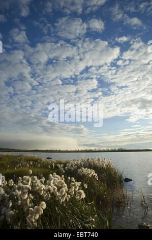 Wollgras (Wollgras spec.), am Botnsvatn See in der Nähe von Husavik, Island Stockfoto