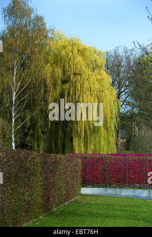 Zwerg graue Weide (Salix Alba 'Tristis', Salix Alba Tristis), Sorte Tristis in einem Park im Herbst Stockfoto