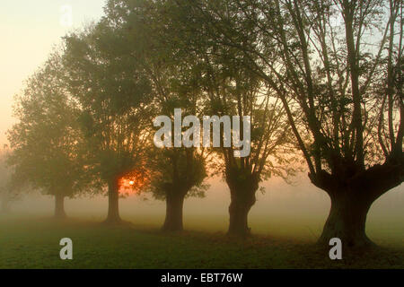 Silberweide (Salix Alba), beschnitten Weiden bei Sonnenaufgang am unteren Rhein Region, Deutschland, Nordrhein-Westfalen