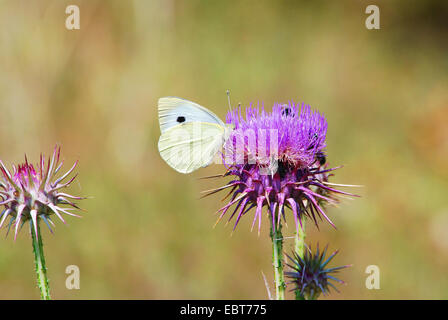 großer Kohlweißling (Pieris Brassicae), saugt Nektar aus Mariendistel, Silybum Marianum, Zypern, Paphos Stockfoto