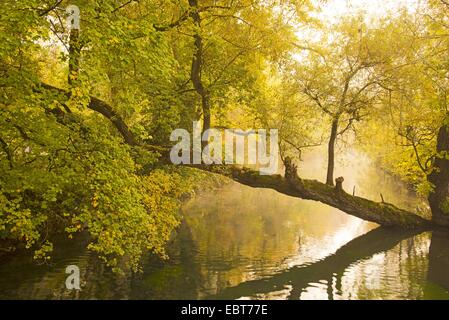 Silberweide (Salix Alba), River Blau auf dem Weg vom Blautopf in Blaubeuren nach Ulm mit Morgennebel, Deutschland, Baden-Württemberg, Schwäbische Alb Stockfoto