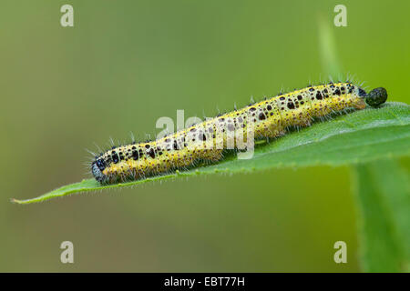 großer Kohlweißling (Pieris Brassicae), Raupe kriecht auf einem Blatt, Deutschland, Rheinland-Pfalz Stockfoto