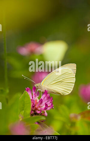 großer Kohlweißling (Pieris Brassicae), sitzen auf Zickzack Klee, Deutschland, Bayern Stockfoto