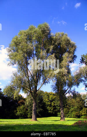 Silberweide (Salix Alba), alte Willlow auf einem Rasen Fpr zum Sonnenbaden, Deutschland, Nordrhein-Westfalen Stockfoto