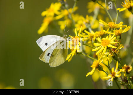 großer Kohlweißling (Pieris Brassicae), Tropfen Nektar aus Kreuzkraut, Deutschland, Bayern Stockfoto
