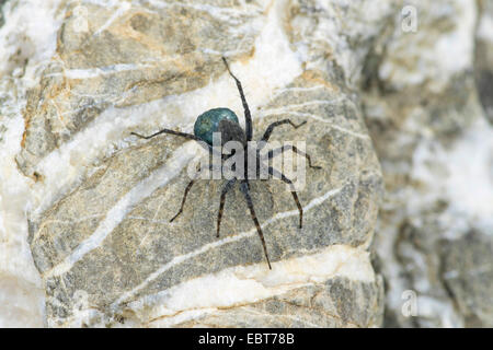 Boden Sie Wolfspinne gesichtet, Spinne (Pardosa Amentata), Weibchen mit Kokon, Oberbayern, Oberbayern, Bayern, Deutschland Stockfoto