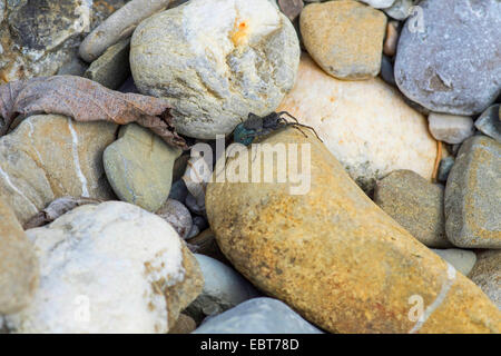 Boden Sie Wolfspinne gesichtet, Spinne (Pardosa Amentata), Weibchen mit Kokon, Oberbayern, Oberbayern, Bayern, Deutschland Stockfoto