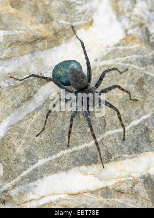 Boden Sie Wolfspinne gesichtet, Spinne (Pardosa Amentata), Weibchen mit Kokon, Oberbayern, Oberbayern, Bayern, Deutschland Stockfoto