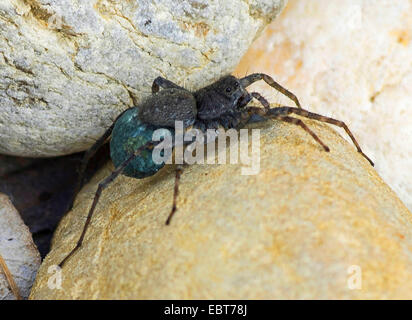 Boden Sie Wolfspinne gesichtet, Spinne (Pardosa Amentata), Weibchen mit Kokon, Oberbayern, Oberbayern, Bayern, Deutschland Stockfoto