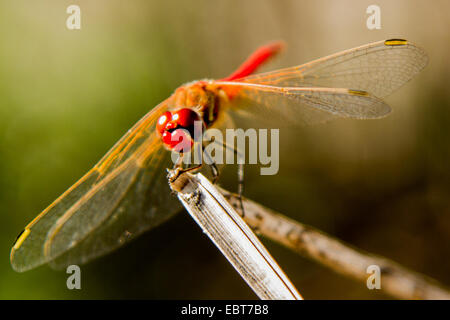 Libelle detaillierte nah oben auf einen Zweig. Stockfoto