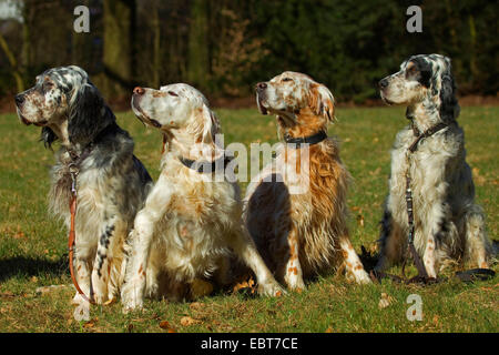 Englisch Setter (Canis Lupus F. Familiaris), vier Englisch-Setter auf einer Wiese Stockfoto