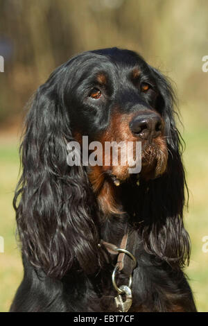 Gordon Setter (Canis Lupus F. Familiaris), portrait Stockfoto