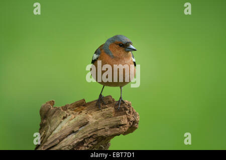 Buchfinken (Fringilla Coelebs), Männchen auf einem Ast, Deutschland Stockfoto