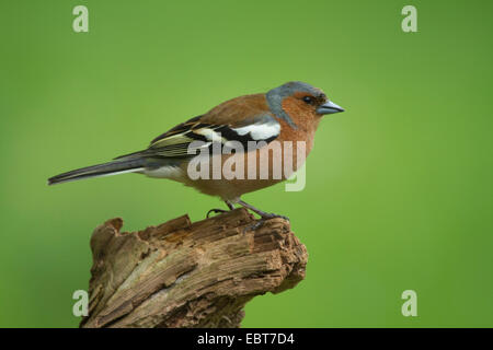 Buchfinken (Fringilla Coelebs), Männchen auf einem Ast, Deutschland Stockfoto