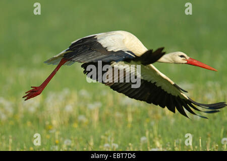 Weißstorch (Ciconia Ciconia), fliegt über eine Wiese, Deutschland Stockfoto