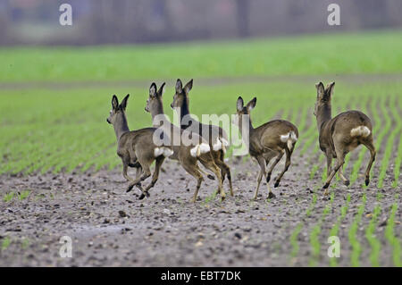 Reh (Capreolus Capreolus), Herde, die auf ein Feld, Deutschland, Niedersachsen Stockfoto