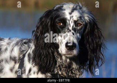 Englisch Setter (Canis Lupus F. Familiaris), portrait Stockfoto