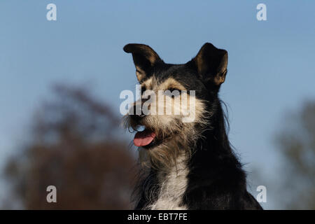 Schnauzer (Canis Lupus F. Familiaris), Porträt von einem Schnauzer-gemischte Rasse Hund, Deutschland, Ruhrgebiet Stockfoto