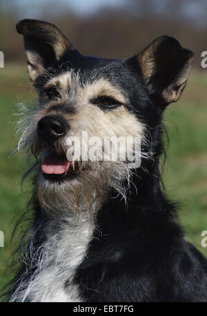 Schnauzer (Canis Lupus F. Familiaris), Porträt von einem Schnauzer-gemischte Rasse Hund, Deutschland, Ruhrgebiet Stockfoto