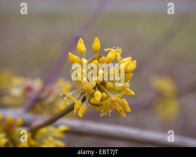 Cornelian Cherry Holz (Cornus Mas), blühen, Deutschland Stockfoto