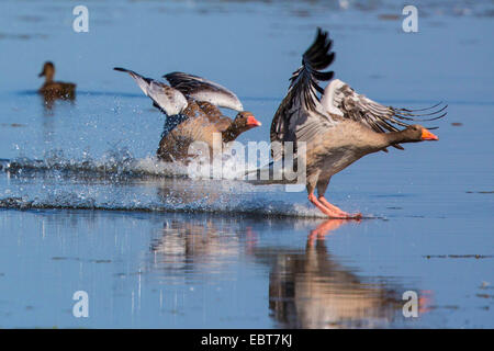 Graugans (Anser Anser), Landung auf dem Wasser Oberfläche, Deutschland, Bayern, See Chiemsee Stockfoto