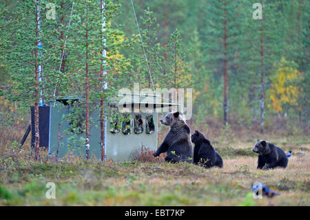 Europäischer Braunbär (Ursus Arctos Arctos), Bärin mit Jungtieren Inspektion ein Versteck für Fotografen, Finnland Stockfoto