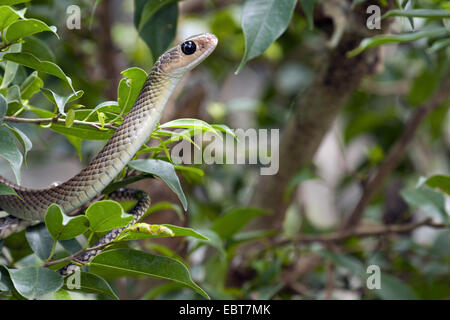 Bauche Rattenschlange, Indo-chinesische Rattenschlange (Ptyas Korros), Portrait auf einem Zweig, Thailand, Chiang Mai Stockfoto