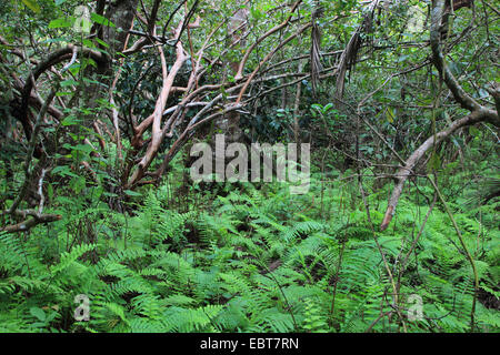 tropischer Regenwald, Tansania, Sansibar, Jozani Nationalpark Stockfoto