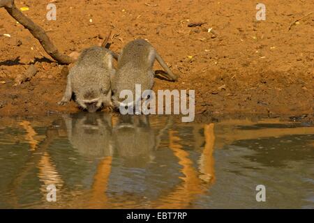 Grivet Affe, Affe Savanne, Green Monkey, Vervet Affen (grüne Aethiops), trinken am Wasserloch, South Africa, Kwazulu-Natal, Mkuze Game Reserve Stockfoto