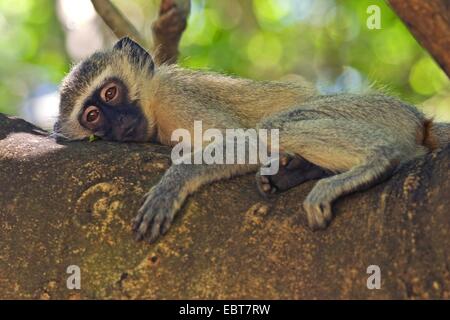 Grivet Affe, Affe Savanne, Green Monkey, Vervet Affen (grüne Aethiops), Ausruhen im Schatten, Südafrika, Limpopo, Krüger Nationalpark Stockfoto