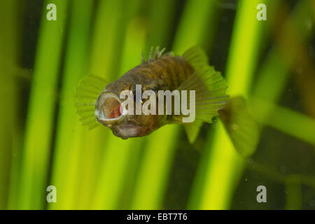 Neun-spined Stichling (Pungitius Pungitius), droht männlich, Deutschland Stockfoto