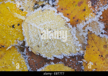 gemeinsamen Birke, Birke, Europäische weiße Birke, weiß-Birke (Betula Pendel, Betula Alba), Birke Blätter in Raureif, Deutschland, Niedersachsen Stockfoto