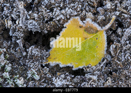 gemeinsamen Birke, Birke, Europäische weiße Birke, weiß-Birke (Betula Pendel, Betula Alba), Birken-Blatt im Raureif, Deutschland, Niedersachsen Stockfoto