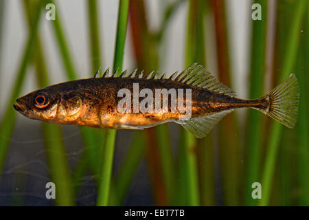 Neun-spined Stichling (Pungitius Pungitius), Männlich, Deutschland Stockfoto