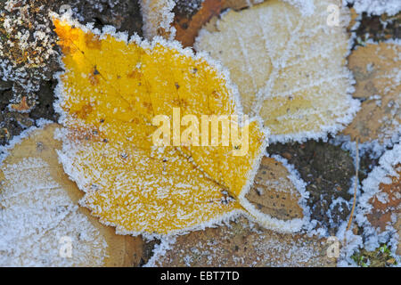 gemeinsamen Birke, Birke, Europäische weiße Birke, weiß-Birke (Betula Pendel, Betula Alba), Birke Blätter in Raureif, Deutschland, Niedersachsen Stockfoto