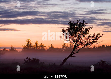 einzelne Decidous Baum vor Fichtenwald im Sonnenuntergang, Dänemark, Juetland Stockfoto