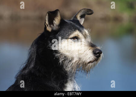 Schnauzer (Canis Lupus F. Familiaris), Portrait eines Hundes der Rasse Schnauzer gemischt am Wasser, Deutschland, Ruhrgebiet Stockfoto