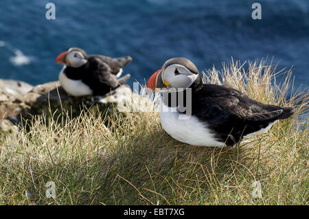 Papageitaucher, gemeinsame Papageientaucher (Fratercula Arctica), zwei Papageientaucher auf Felskante, Island, Latrabjarg, Westfjorde Stockfoto