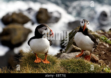 Papageitaucher, gemeinsame Papageientaucher (Fratercula Arctica), zwei Papageientaucher auf Felskante, Island, Latrabjarg, Westfjorde Stockfoto