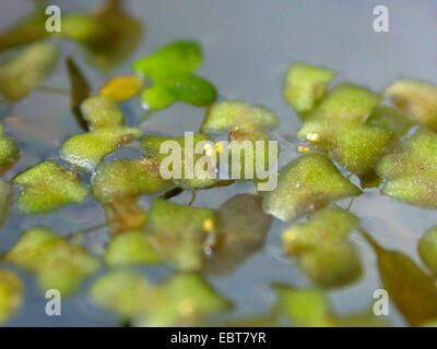 Efeu-leaved Wasserlinsen, Sterne Wasserlinse (Lemna Trisulca), blühen, Deutschland Stockfoto