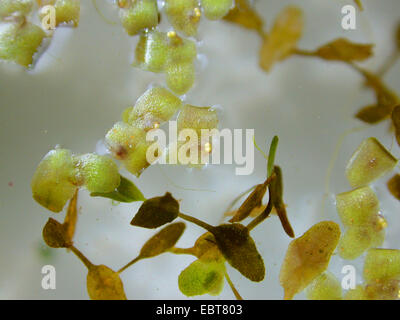 Efeu-leaved Wasserlinsen, Sterne Wasserlinse (Lemna Trisulca), blühen, Deutschland Stockfoto