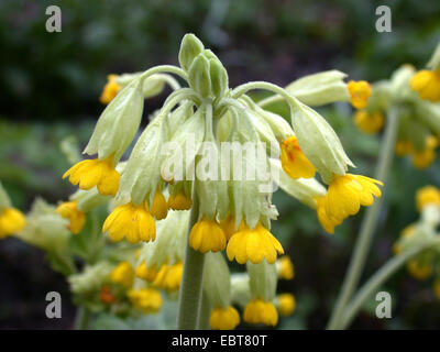 Schlüsselblume Primel (Primula Veris), Blütenstand, Deutschland Stockfoto