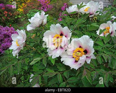 Rock Pfingstrose (Paeonia Rockii "Fen Yin Yu", Paeonia Rockii Fen Yin Yu, Paeonia Suffruticosa SSP. Rockii), Sorte Fen Yin Yu Stockfoto