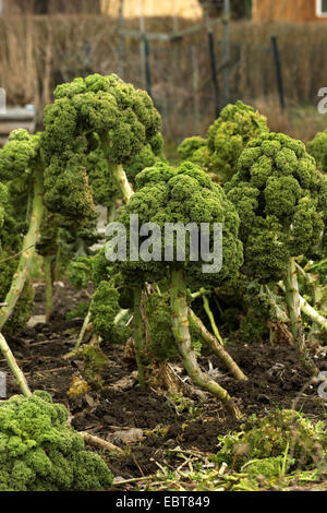 Grünkohl (Brassica Oleracea var. Sabellica, Brassica Oleracea Convar. Acephala var. Sabellica), im Gemüsebeet, Deutschland Stockfoto